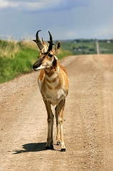 676 Pronghorn on Road, National Bison Range, MT