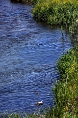 677 Stream, National Bison Range, MT