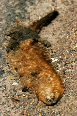 679 Flattened Critter (Mink? Weasel?), south of Ronan, MT