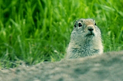 721 Prairie Dog, Nevada City, MT