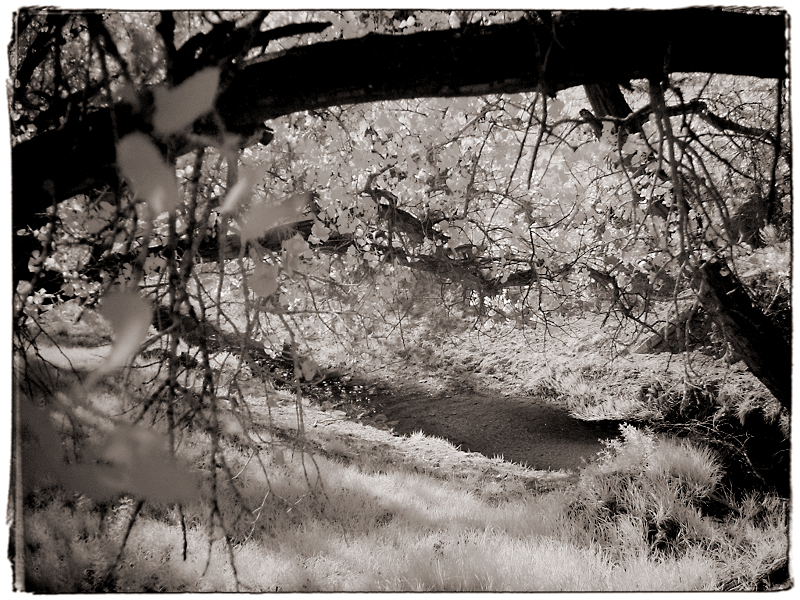 Folliage On the Road to Bryce Canyon, UT � Dave Hickey