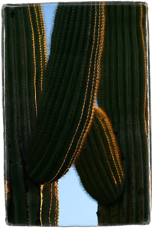 cactus Sells, AZ � Dave Hickey